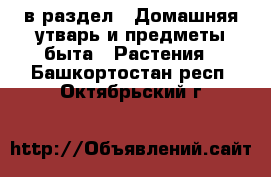  в раздел : Домашняя утварь и предметы быта » Растения . Башкортостан респ.,Октябрьский г.